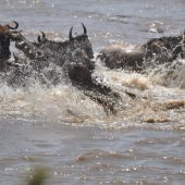  The Serengeti, TZ